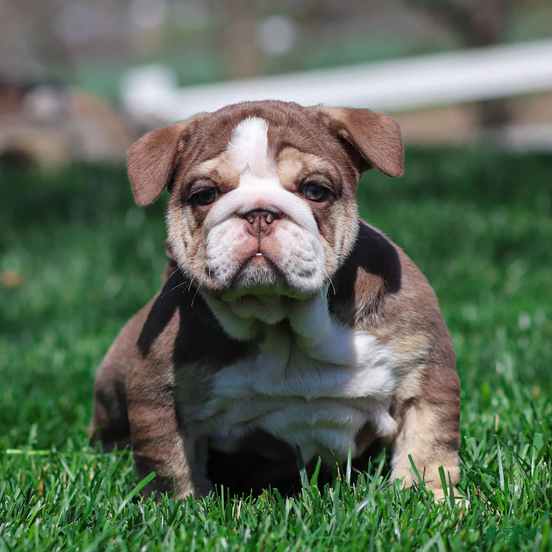 English Bulldog dogs for sale: Marina Mocha English Bulldog Puppy  - Ad 1