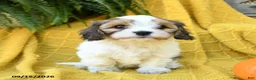 Cavachon dogs for sale: Holly - Ad 3