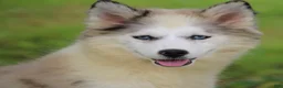 Pomsky dogs for sale: Marshmellow - Ad 4