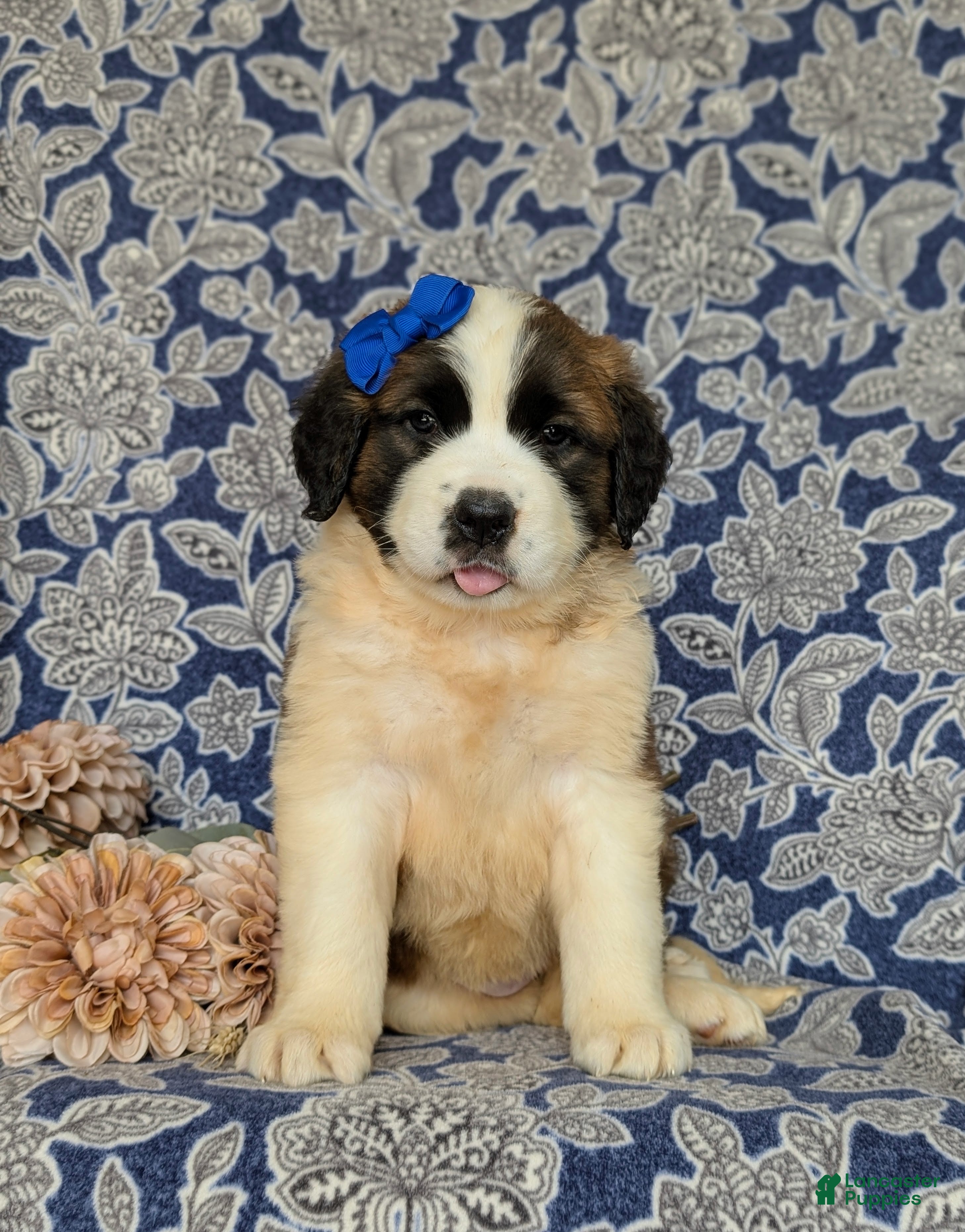 Rottweiler Great Dane Saint Bernard Mix For Sale Mastiff Saint Bernard  Rottweiler Mix Puppies Great Dane, image size:2916x3721