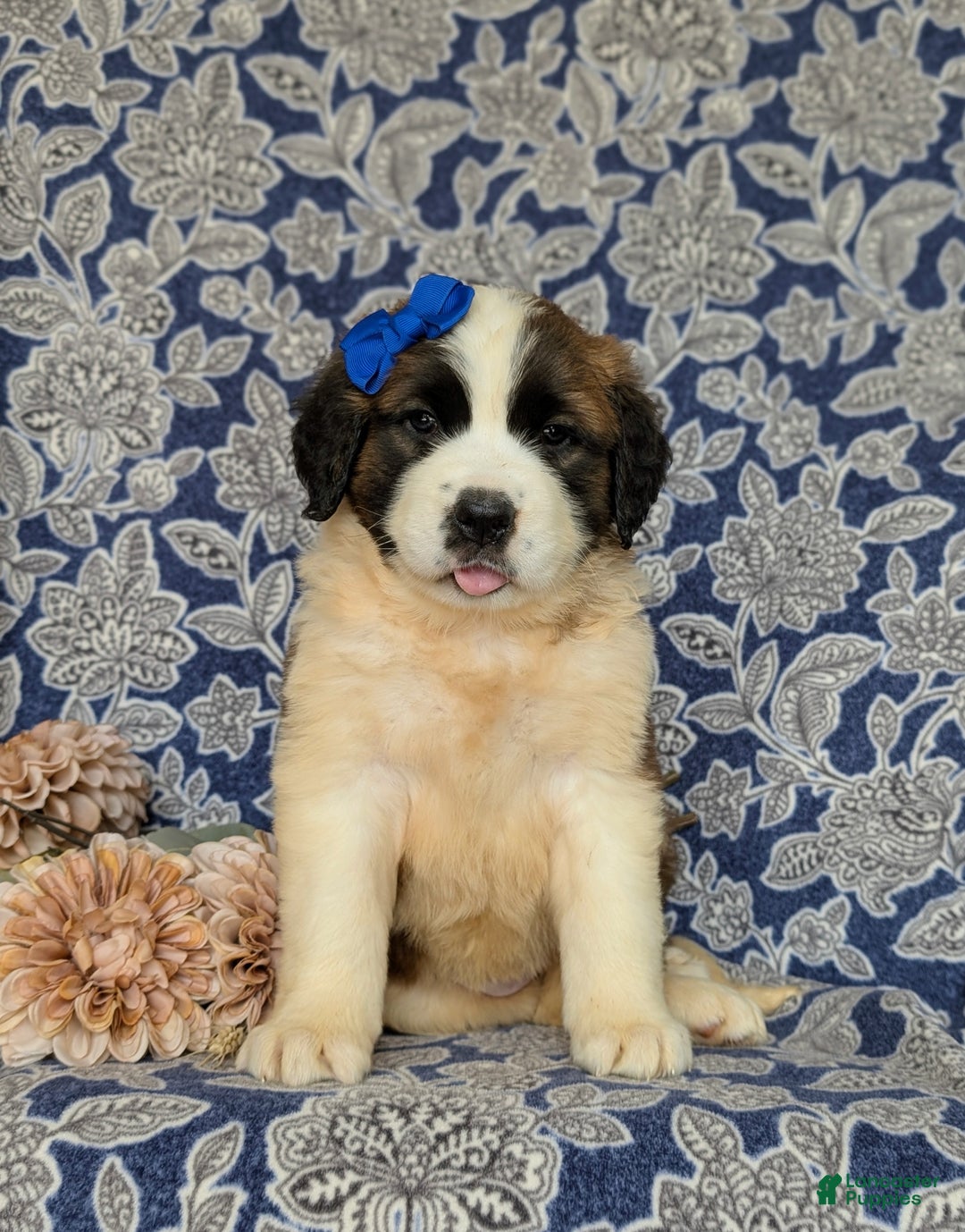 Saint Bernard dogs for sale: Midge - Ad 2