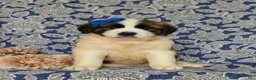 Saint Bernard dogs for sale: Midge - Ad 2