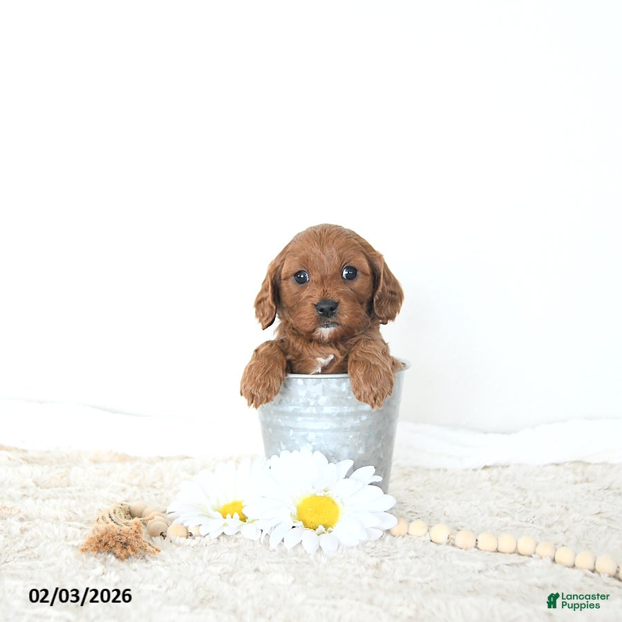 Cavapoo dogs Zander EXTRA SMALL - Ad 2