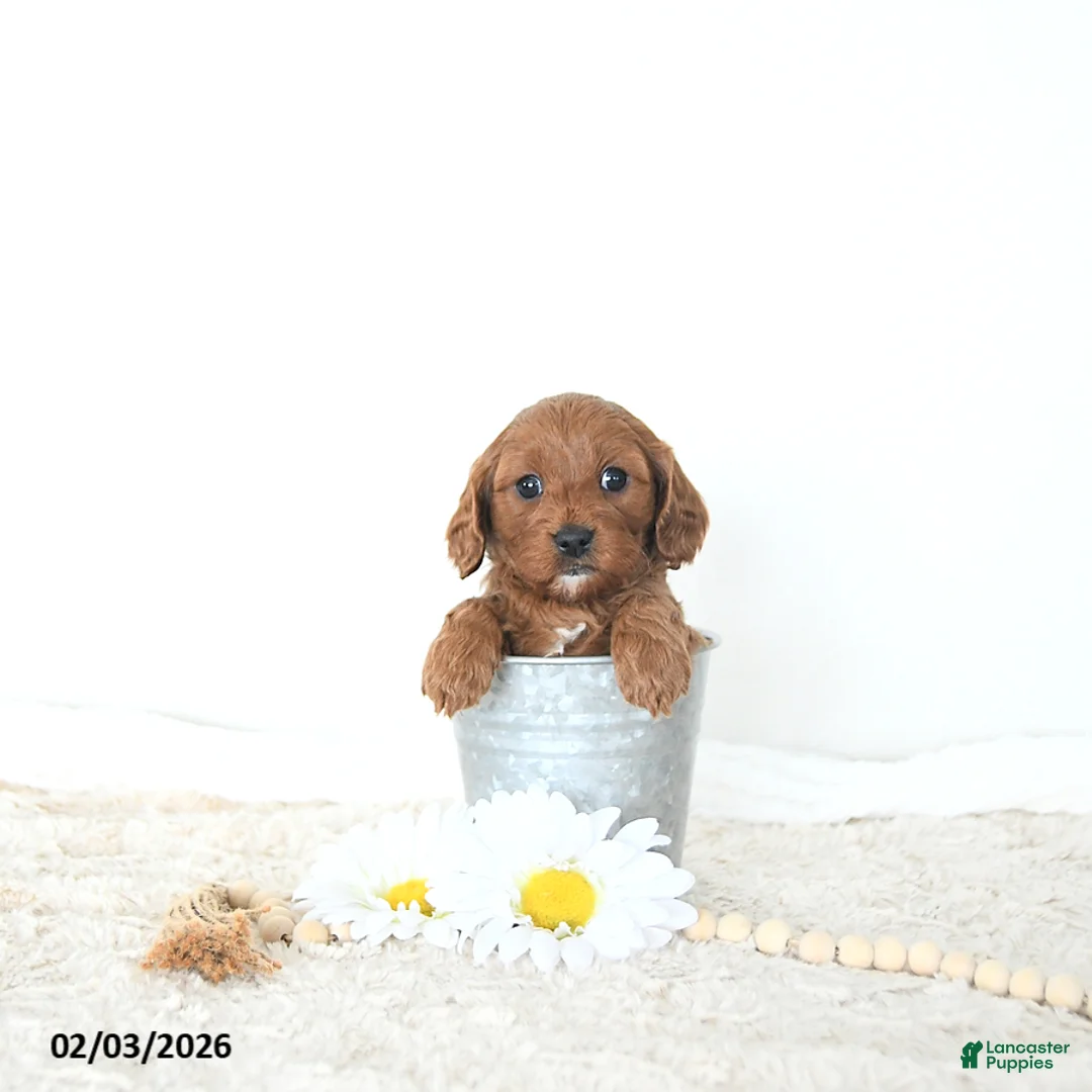 Cavapoo dogs for sale: Zander EXTRA SMALL - Ad 2