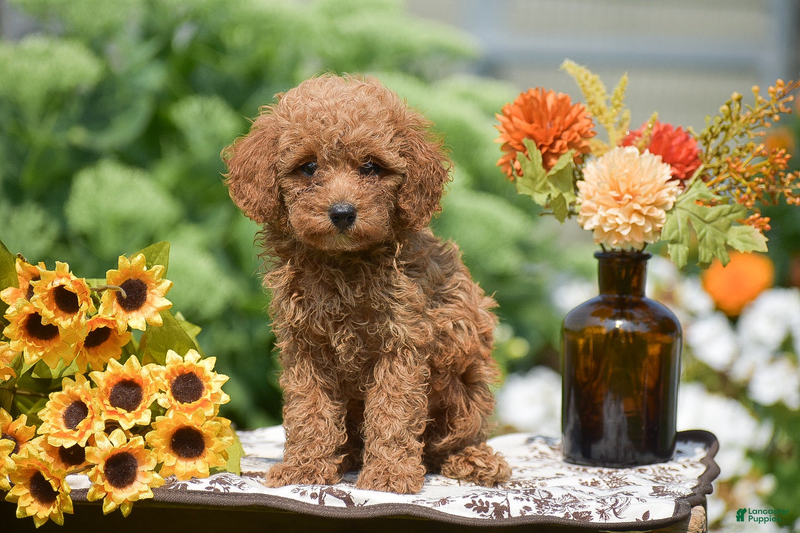 Toy Poodle dogs Anthony - Ad 2