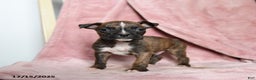 Boxer dogs for sale: Lickums - Ad 1