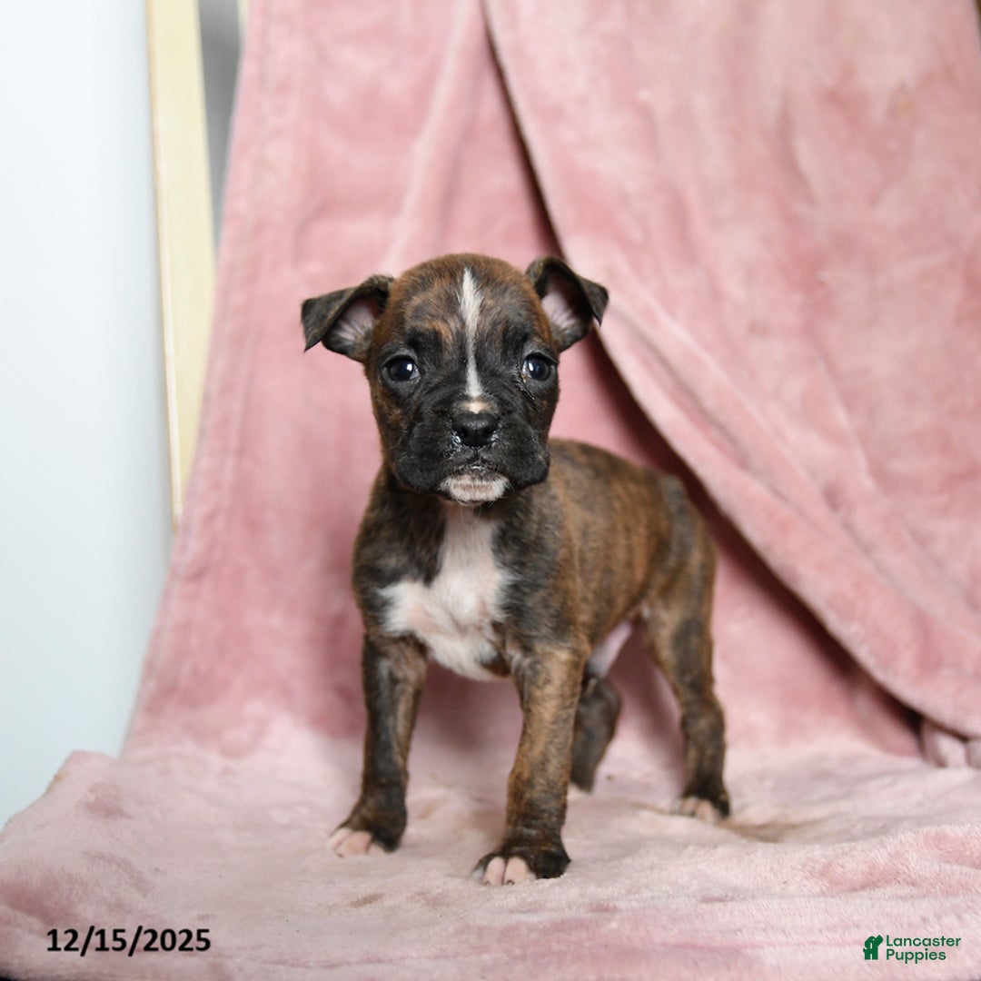 Boxer dogs for sale: Lickums - Ad 1