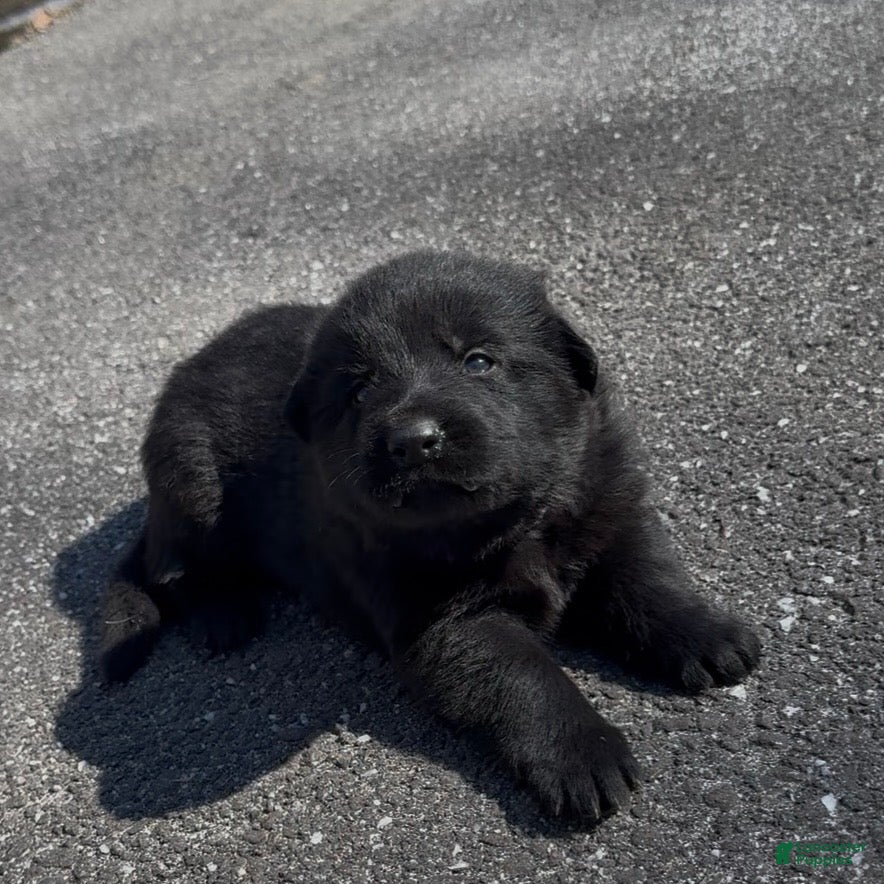 German Shepherd dogs TIC TAC - Ad 1