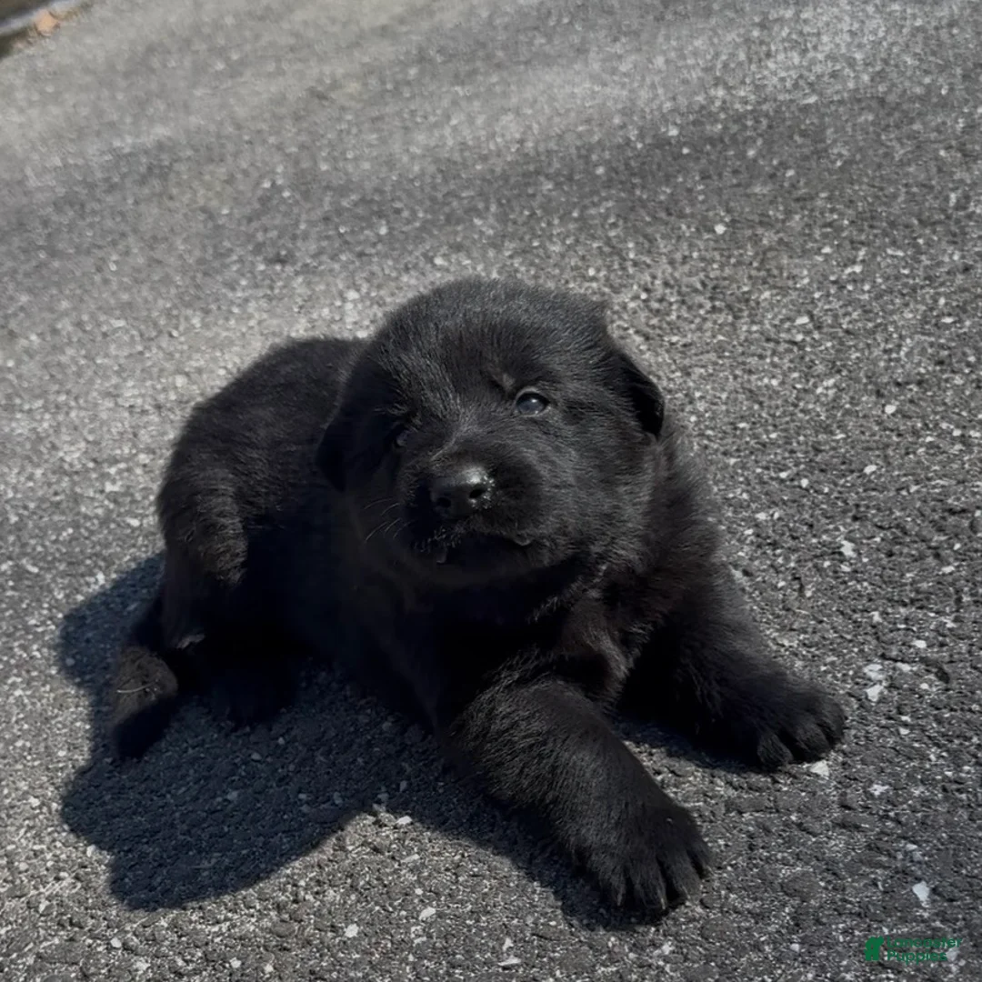 German Shepherd dogs for sale: TIC TAC - Ad 1