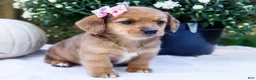 Mixed Breed dogs for sale: Daisy - Ad 5