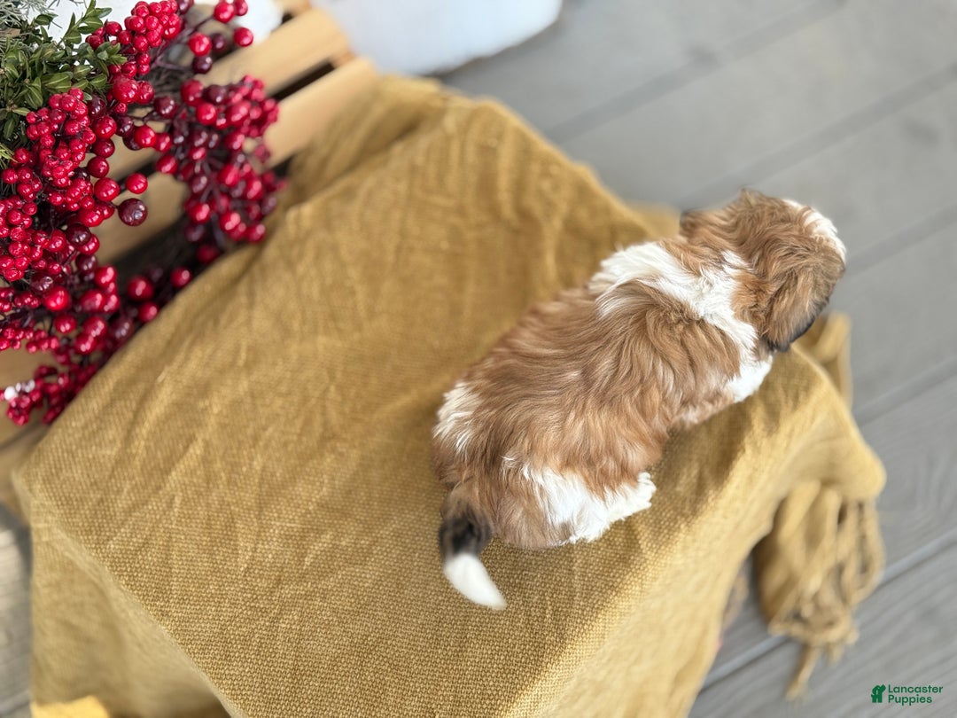 Shih Tzu dogs for sale: Patch - Ad 3