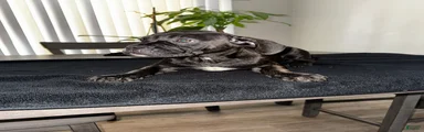 Brindle 5