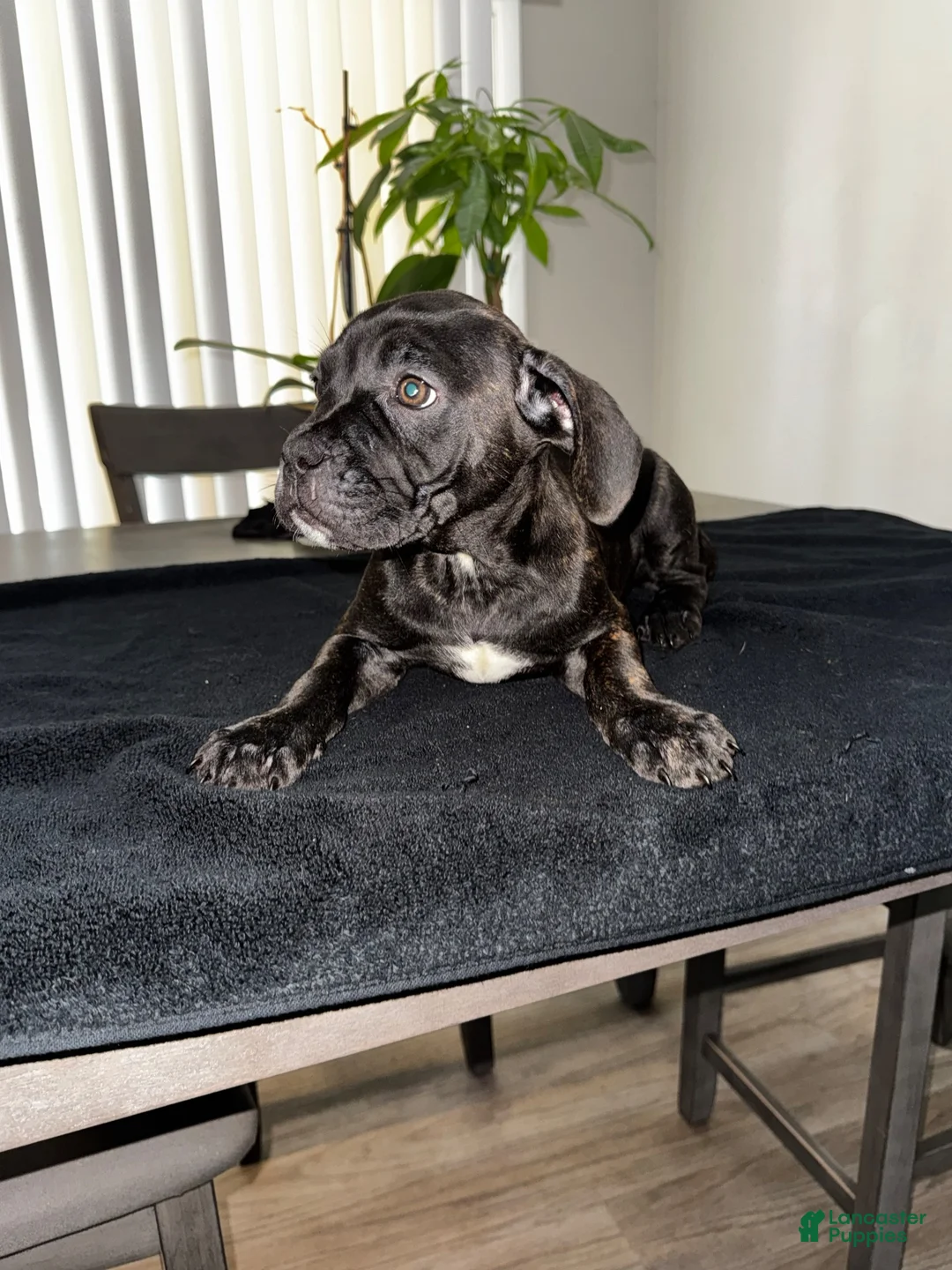 Mixed Breed dogs for sale: Brindle 5 - Ad 1