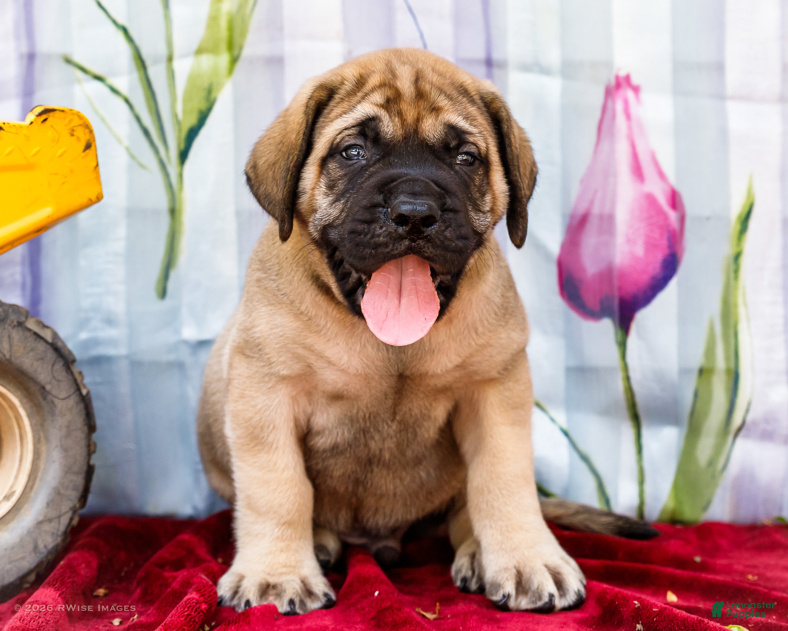 English Mastiff dogs for sale: Max - Ad 1