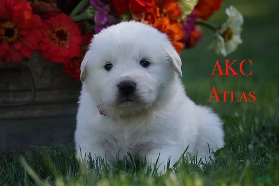 Great Pyrenees dogs AKC Atlas - Ad 2