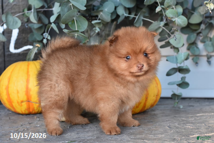Pomeranian dogs Apples - Ad 1