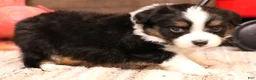 Toy Australian Shepherd dogs for sale: Rollo - Ad 5