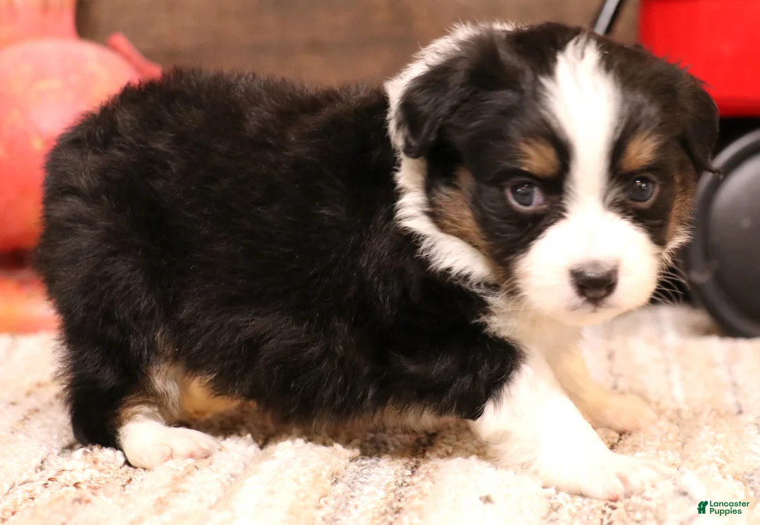 Toy Australian Shepherd dogs for sale: Rollo - Ad 5