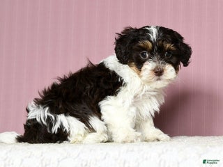 Shihpoo dogs Jasper - Ad 38