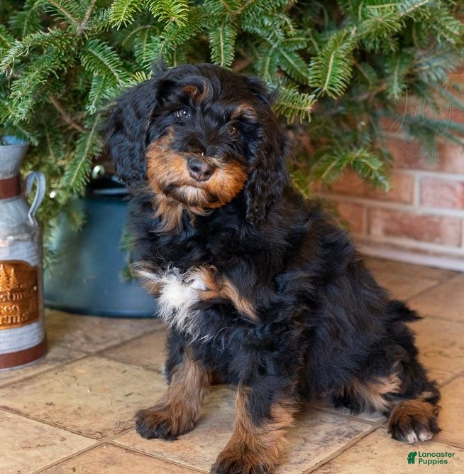 Mini Goldendoodle dogs Ms. Usha - Ad 10