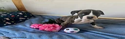Boxer dogs for sale: Samantha - Ad 5