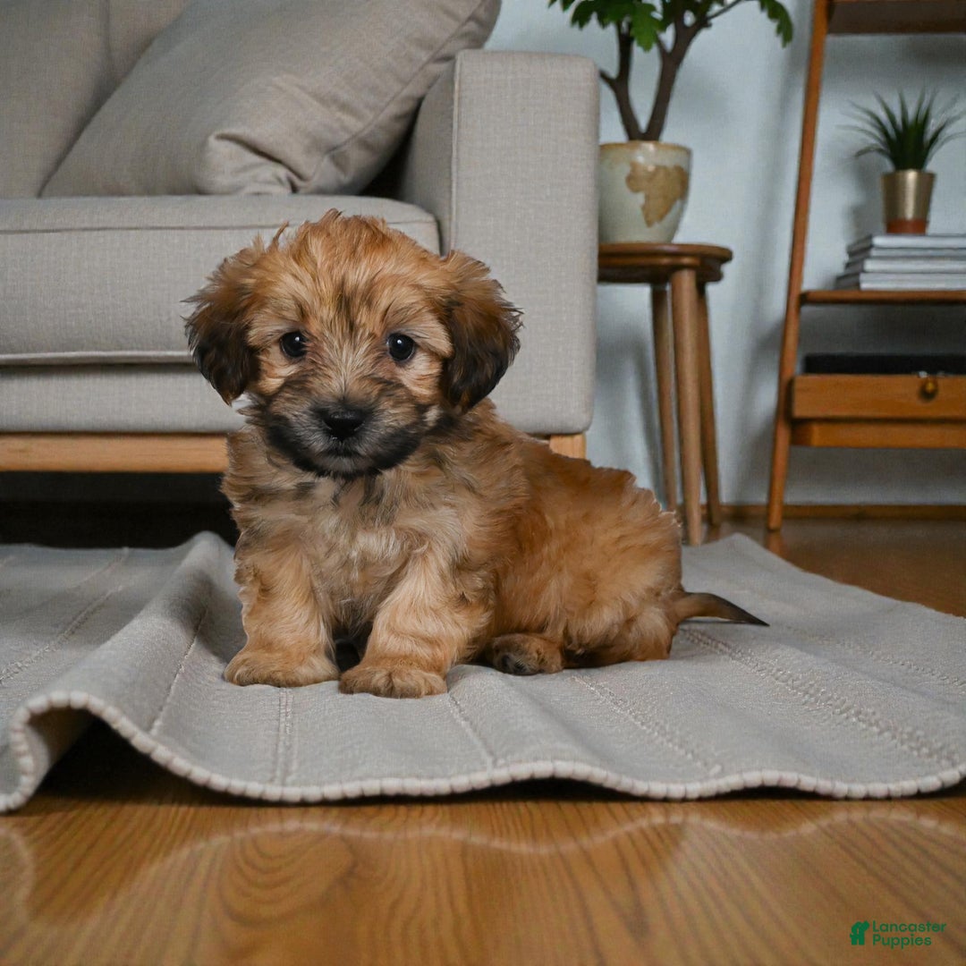 Morkie dogs for sale: BENTLEY - Ad 3