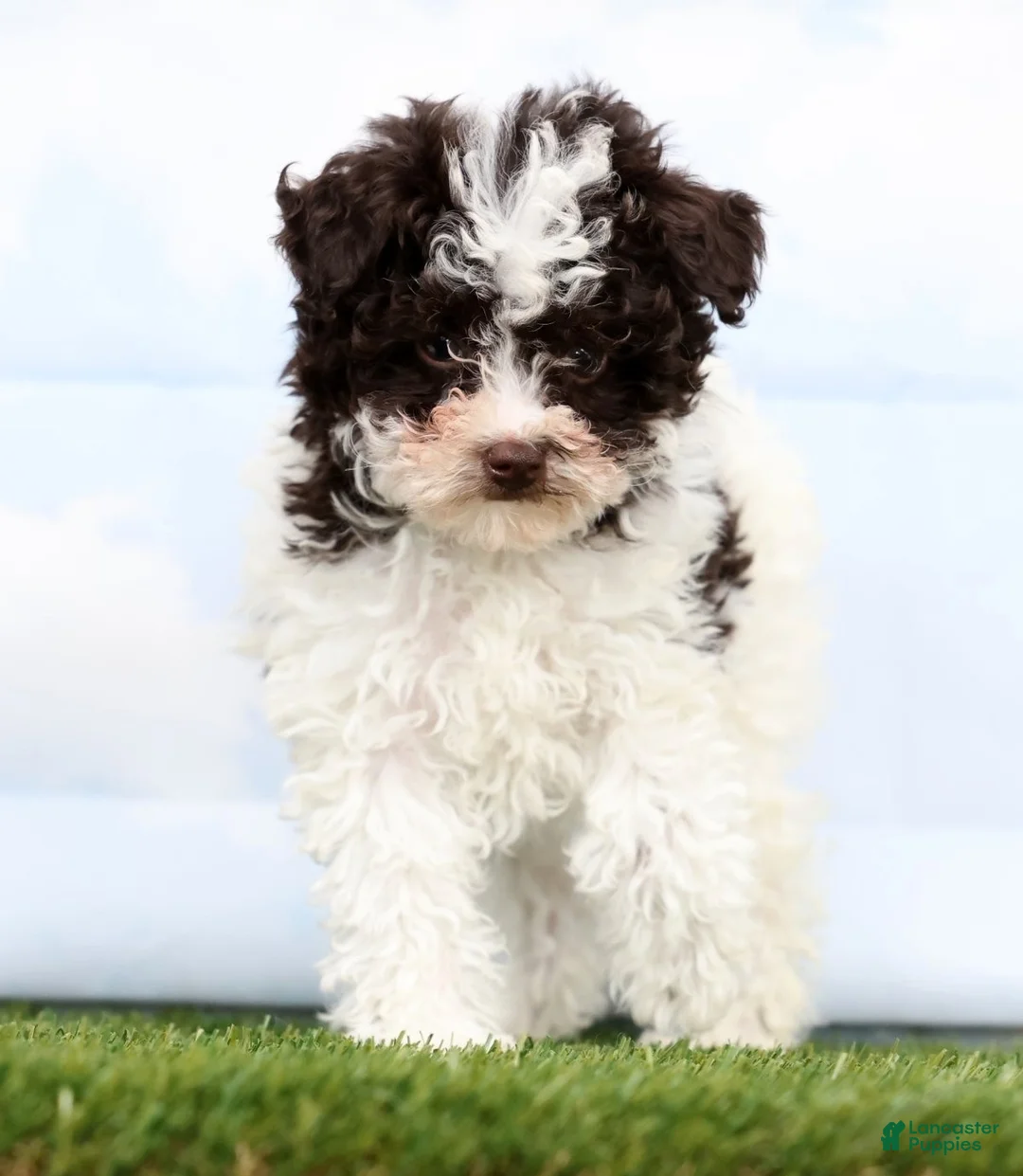 Toy Poodle dogs for sale: Nicole - Ad 2