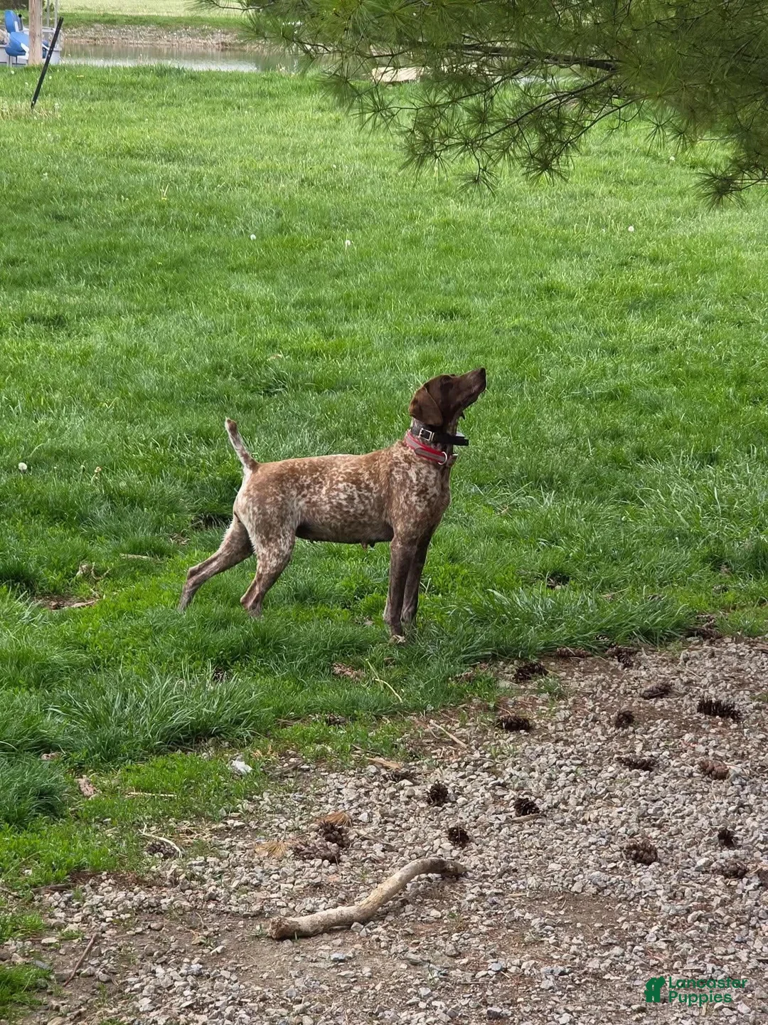 German Shorthaired Pointer dogs for sale: German Shorthaired Pointer 1 - Ad 2