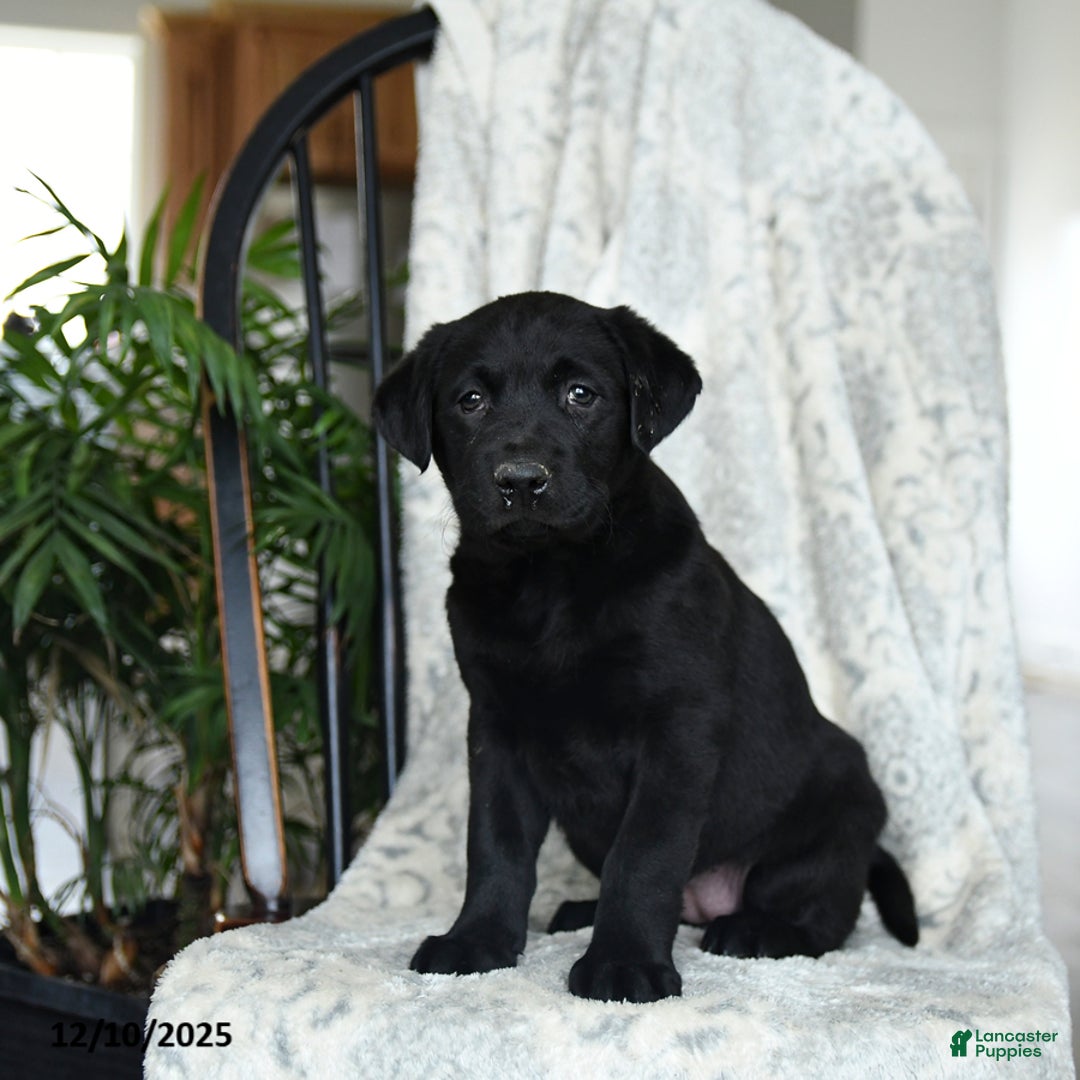 Labrador Retriever dogs for sale: Banana - Ad 1