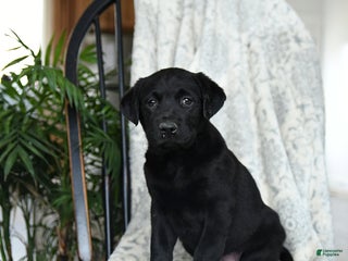 Labrador Retriever dogs for sale: Banana - Ad 1