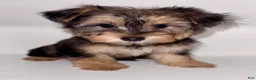 Morkie dogs for sale: Morkie 1 - Ad 6