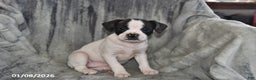 Mixed Breed dogs for sale: Kit Kat - Ad 3