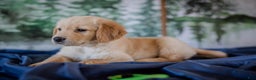 Golden Retriever dogs for sale: Green - Ad 9