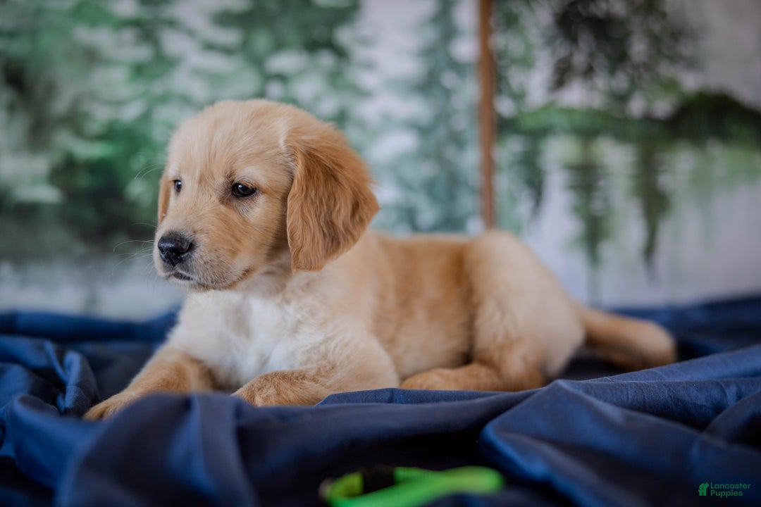 Golden Retriever dogs for sale: Green - Ad 9