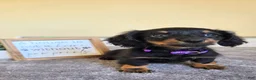 Miniature Dachshund dogs for sale: Clover- AKC - Ad 3