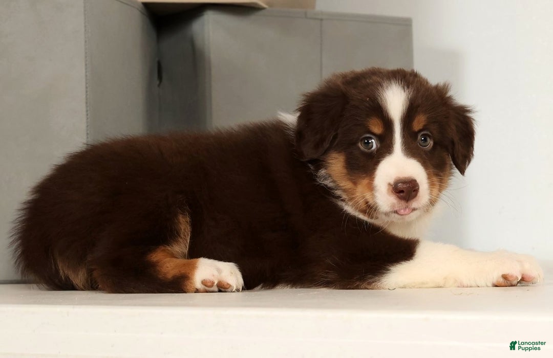Miniature Australian Shepherd dogs for sale: Dallas - Ad 7