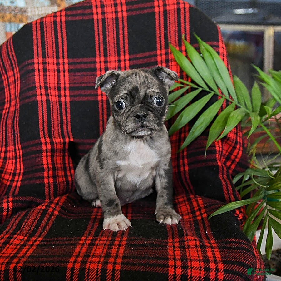 Mixed Breed dogs Astro - Ad 38