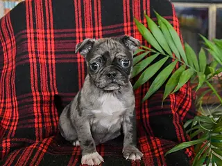 Mixed Breed dogs Astro - Ad 38