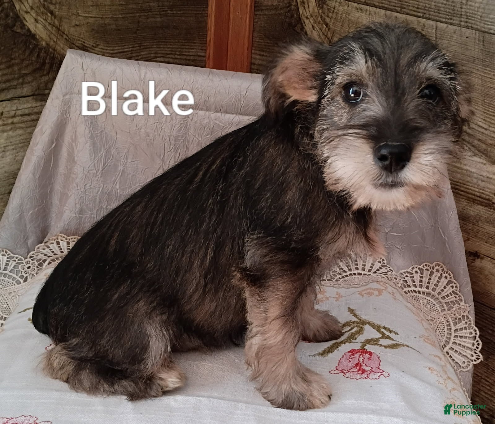 Miniature Schnauzer dogs for sale: Blake - Ad 1