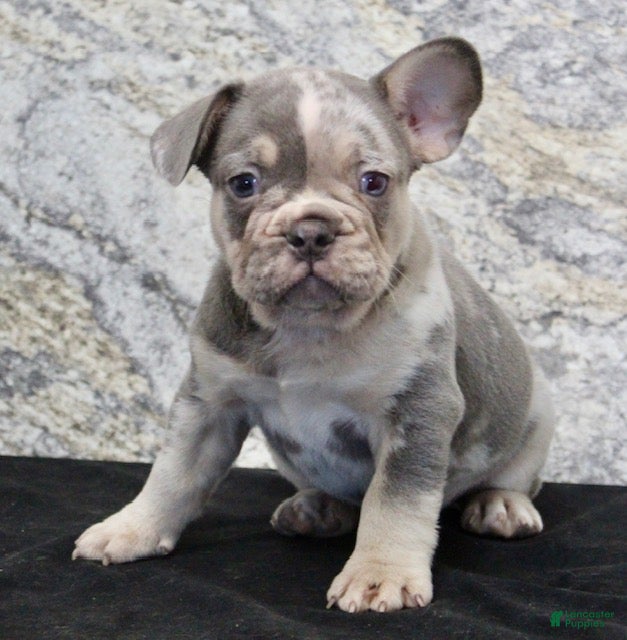 French Bulldog dogs Rocket - Ad 2