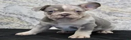French Bulldog dogs for sale: Rocket - Ad 2