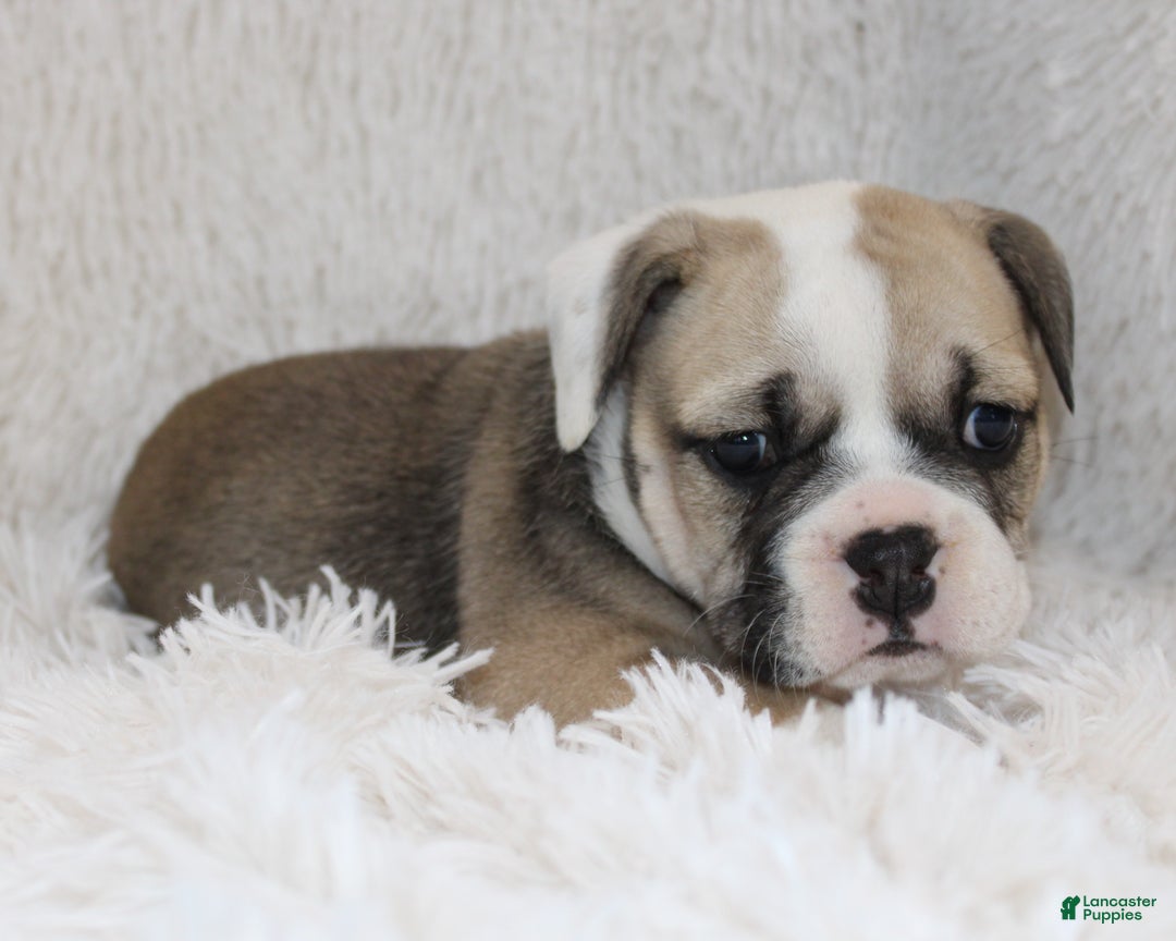 English Bulldog dogs for sale: Rollo - Ad 7