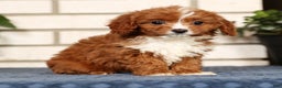 Cavapoo dogs for sale: Dash - Ad 4