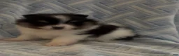 Pomeranian dogs for sale: Pomeranian 3 - Ad 2