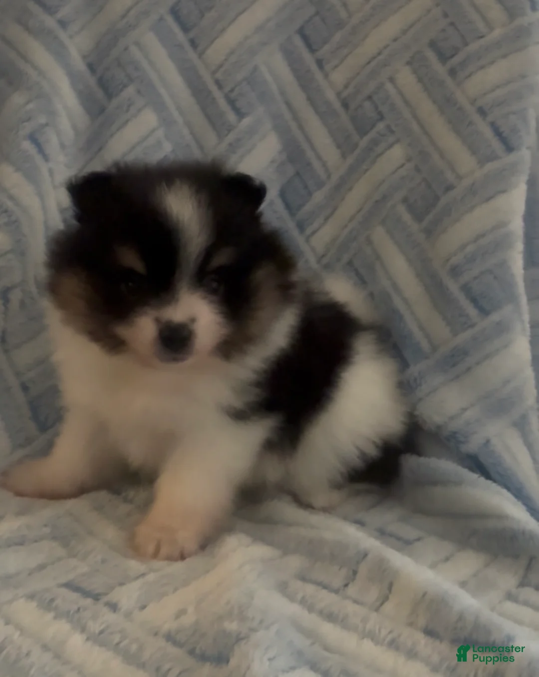 Pomeranian dogs for sale: Pomeranian 3 - Ad 2