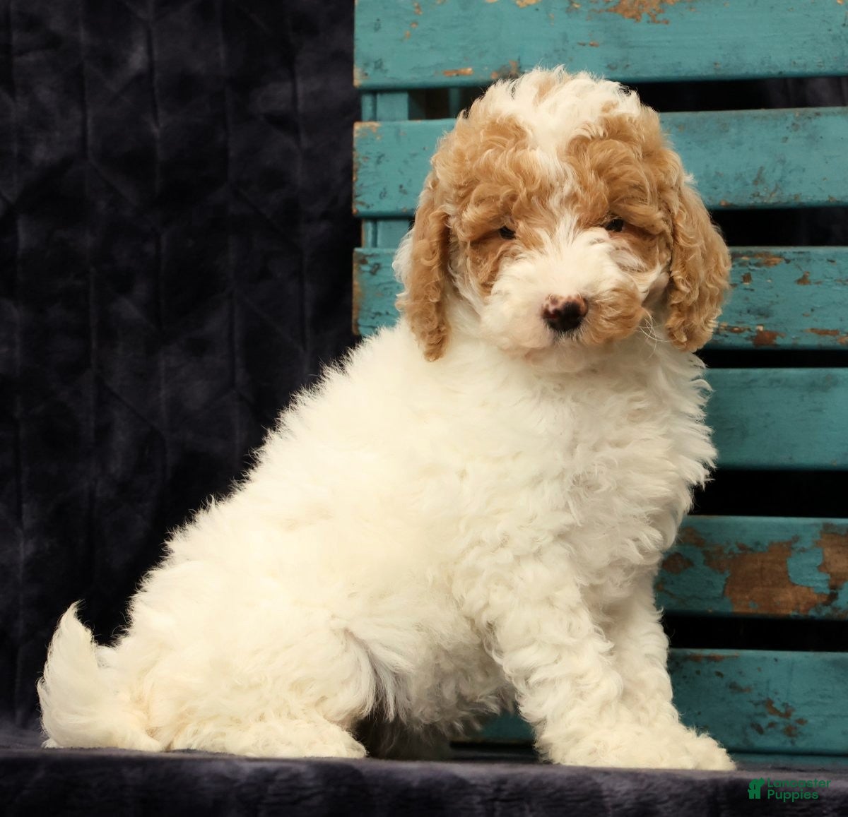 Miniature Poodle dogs Molly - Ad 1