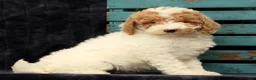 Miniature Poodle dogs for sale: Molly - Ad 1