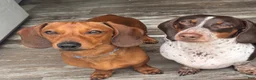 Dachshund dogs for sale: Dachshund 5 - Ad 2