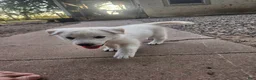 Mixed Breed dogs for sale: Mixed Breed 2 - Ad 15