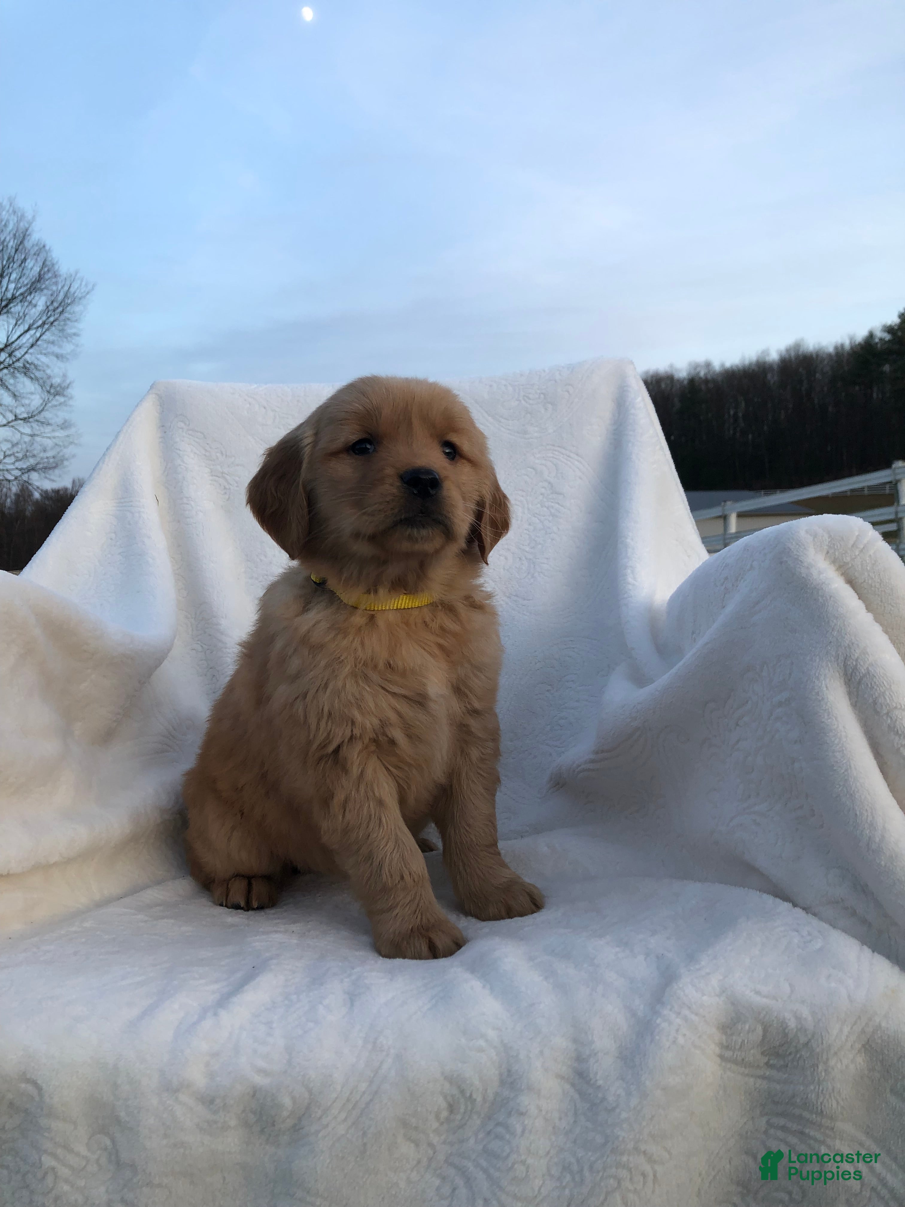 Golden Retriever dogs Ruffles - Ad 32